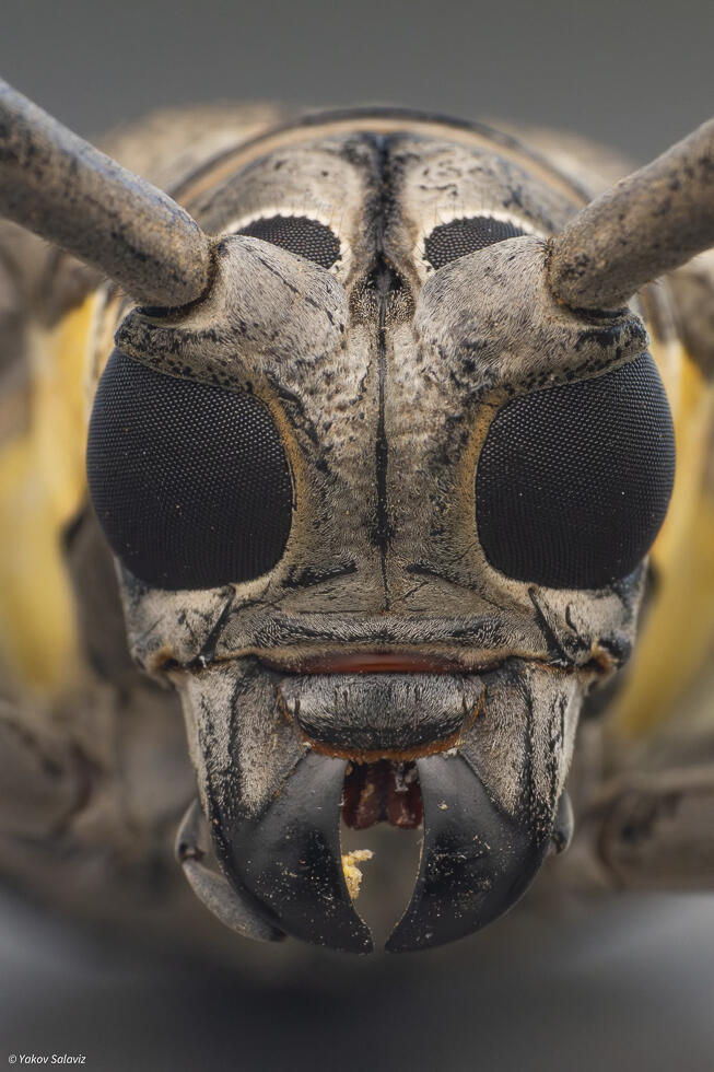 Fig-tree longhorn beetle (Photo: Yakov Salaviz) פורטרט של יקרונית התאנה