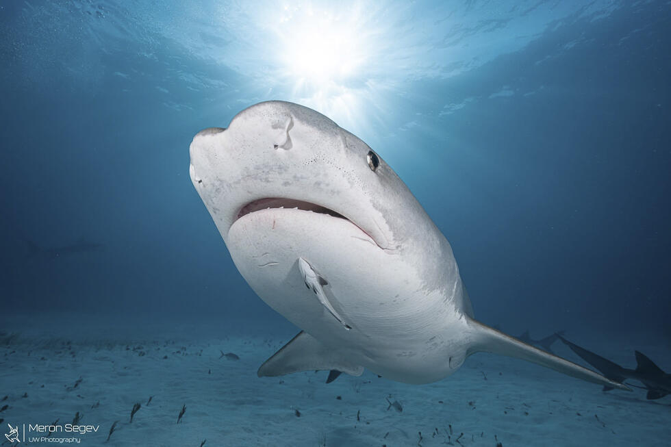 Tiger shark (Photo: Meron Segev) כריש טיגריסי