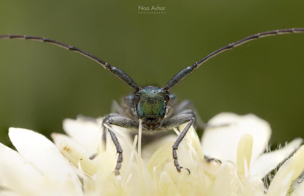 Longhorn beetle (Photo: Noa Avhar) פורטרט של יקרונית