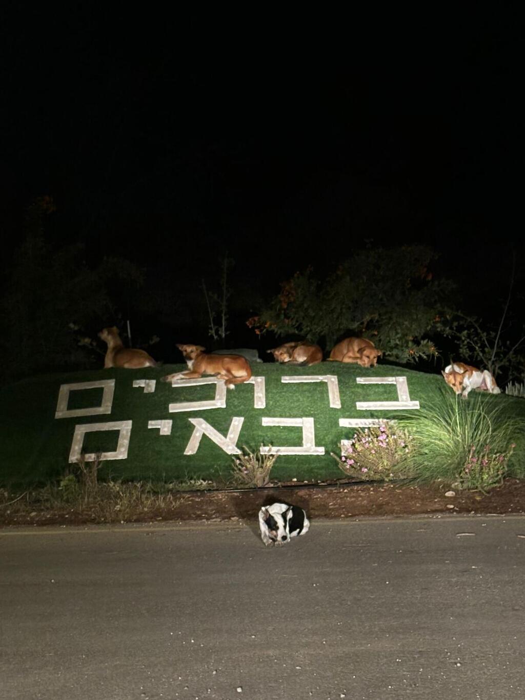 The concern is compounded by fears of a rabies outbreak (Photo: Dudu Avitan) להקת כלבים בכניסה לאחד היישובים
