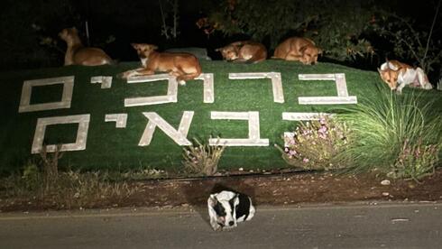 להקת כלבים בכניסה לאחד היישובים