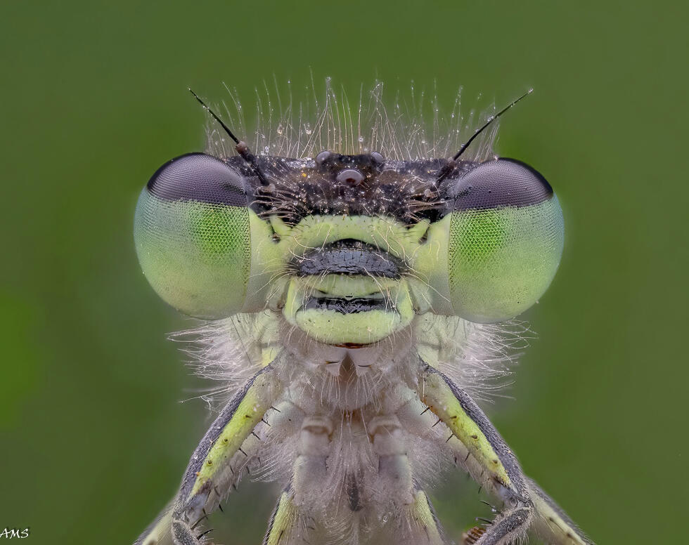 Portrait of a damselfly (Photo: Ami Schrager) פורטרט של שפרירית