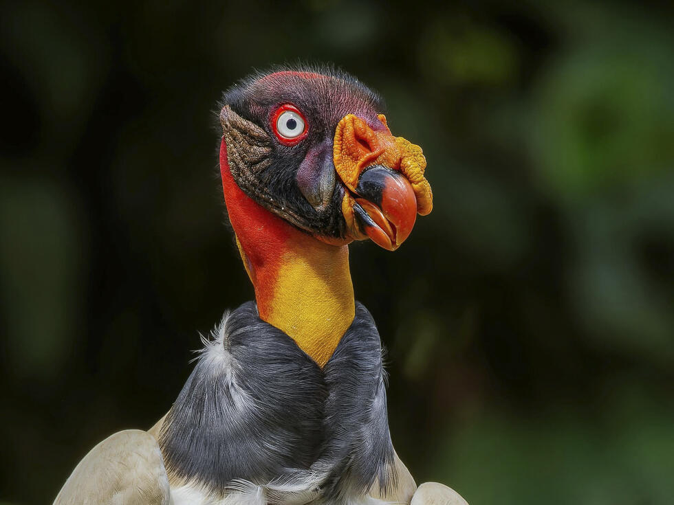 King vulture (Photo: Yaki Ashkenazi) נשרון מלכותי
