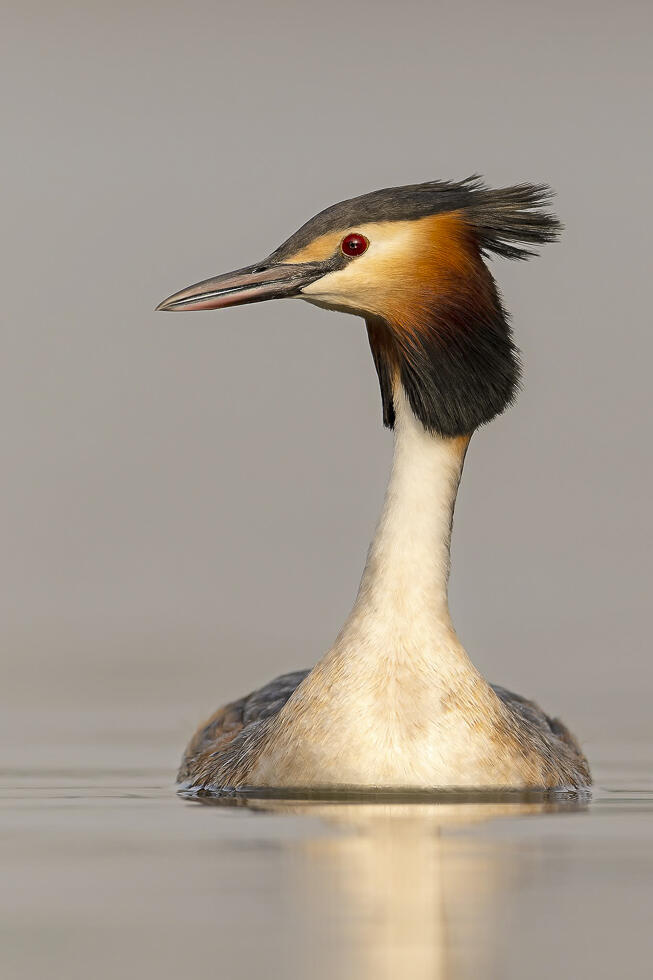 Great crested grebe (Photo: Nissim Levy) טבלן מצויץ