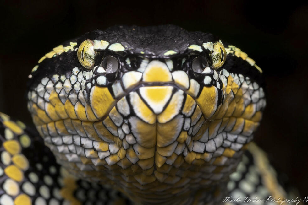 Portrait of a snake in Thailand (Photo: Moshe Dahan) פורטרט של נחש בתאילנד