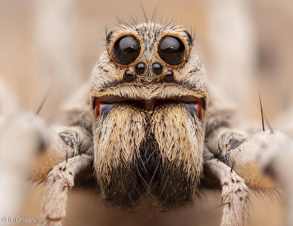 Portrait of a wolf spider (Photo: Itai Grisaru) פורטרט של זאבן