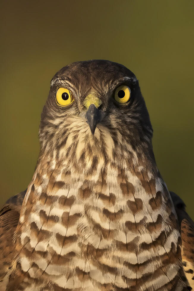 Hawk eyes (Photo: Dovi Kalai) עיני נץ