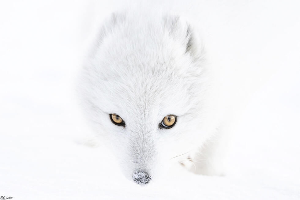 A curious Arctic fox in Iceland (Photo: Miki Spitzer) שועל ארקטי סקרן באיסלנד