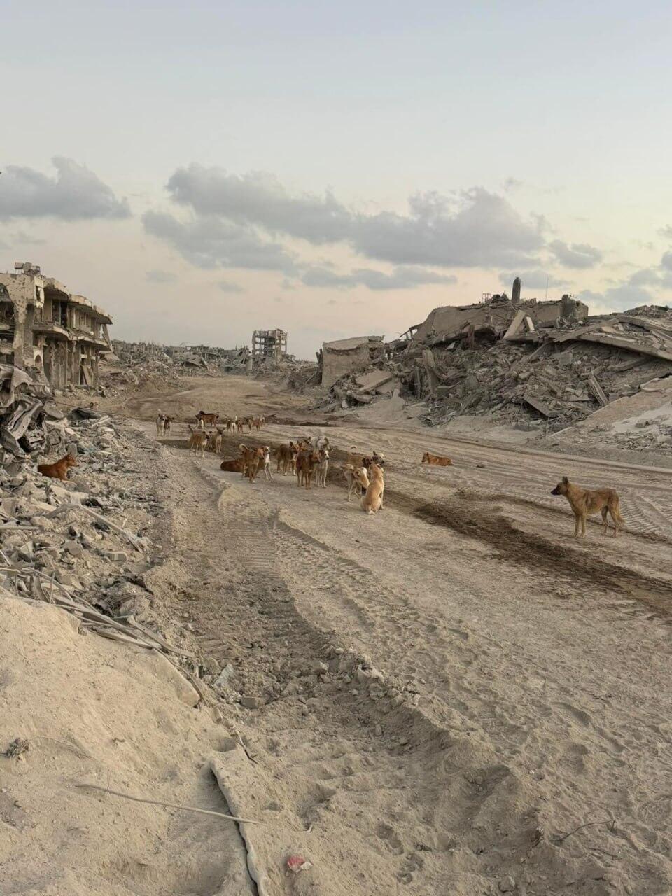 Stray dogs have a particularly severe impact on young gazelle fawns (Photo: Meir Avitan) מגיעים דרך הפרצות