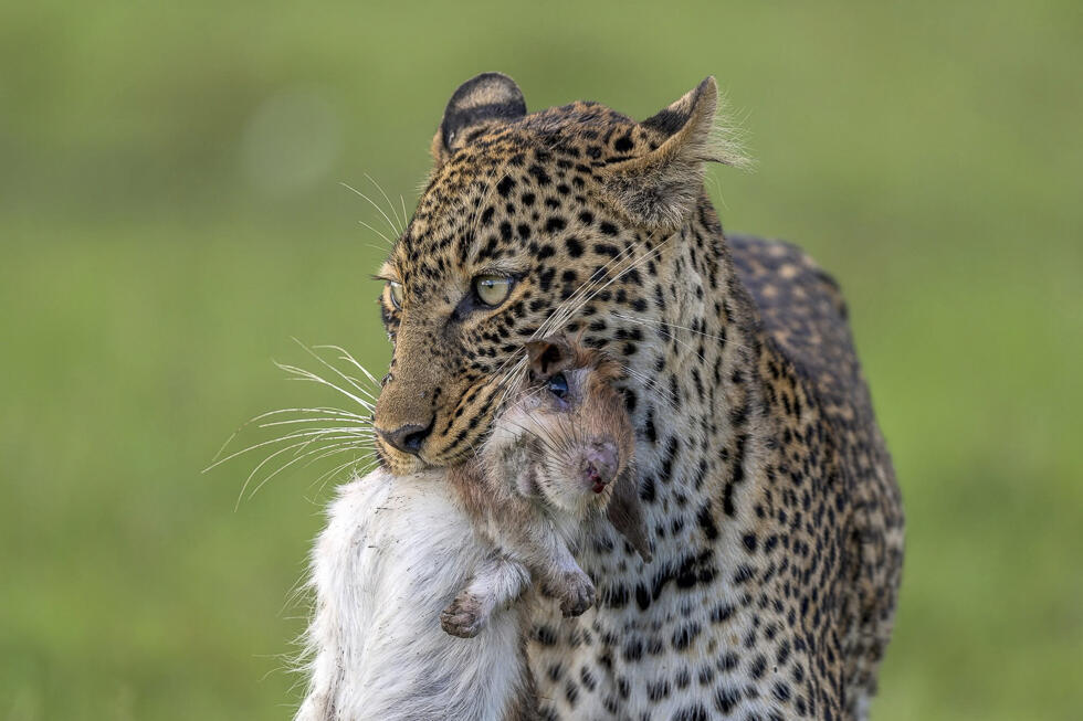 Leopardess with prey in Kenya (Photo: Efi First) נמרה עם טרף בקניה