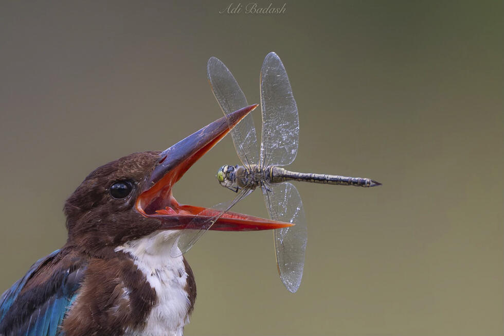 A white-throated kingfisher with a damselfly (Photo: Adi Badash) שלדג לבן-חזה ושפרירית