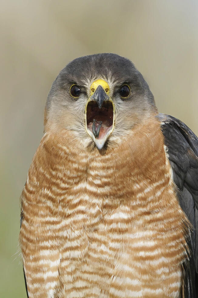 A yawning Levant sparrowhawk (Photo: Amit Goldstein) נץ קצר-אצבעות מפהק
