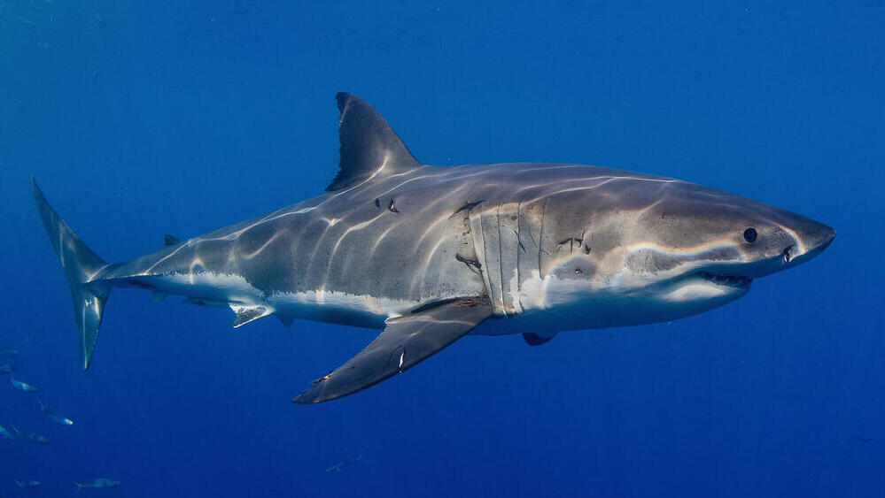 Great white shark (Photo: Palomba/Shutterstock) עמלץ לבן