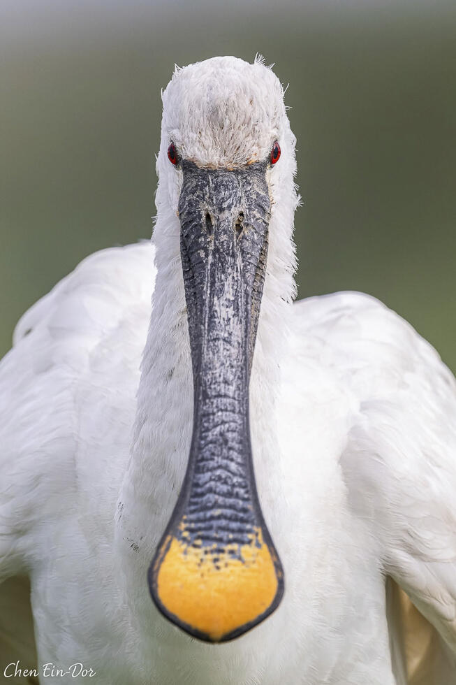Portrait of a spoonbill (Photo: chen Ein-Dor) פורטרט של כפן