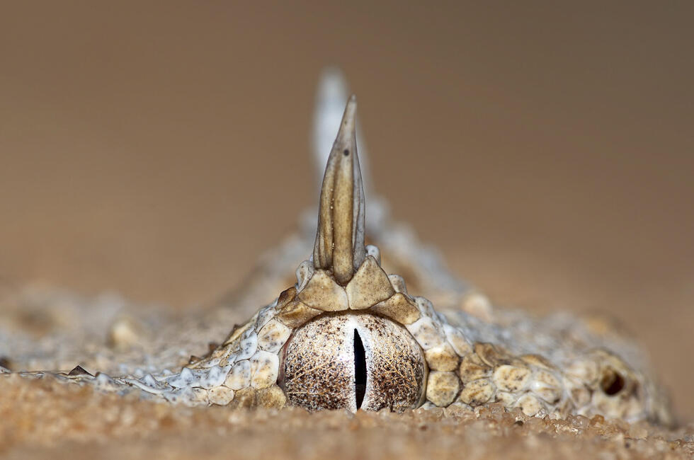Horned viper (Photo: Limor Bachar) עכן חרטומים