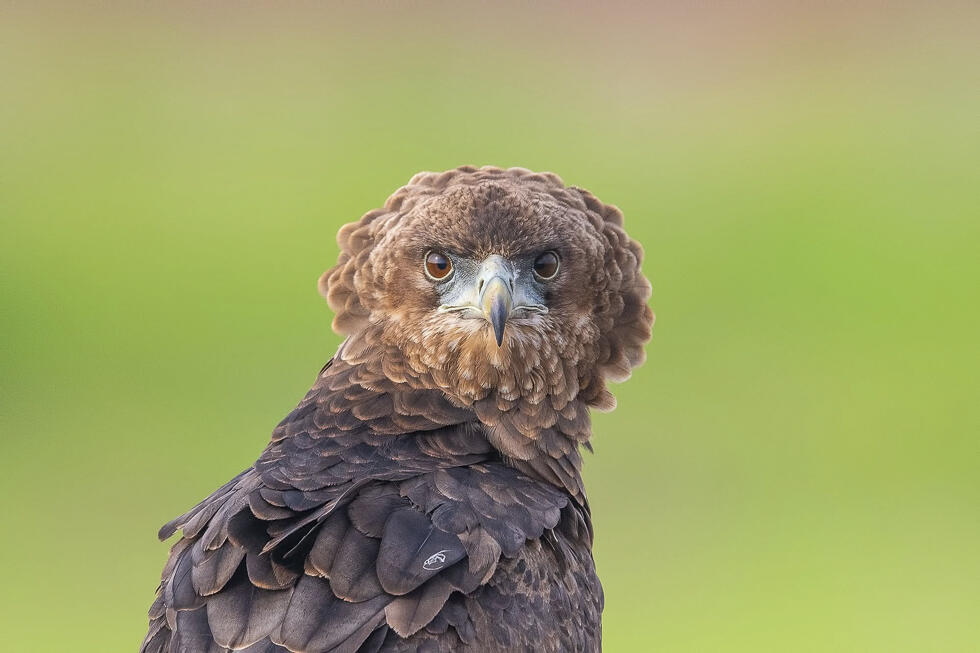Short-Toed Snake Eagle (Photo: Lavi Lilo) חיוויאי להטוטן