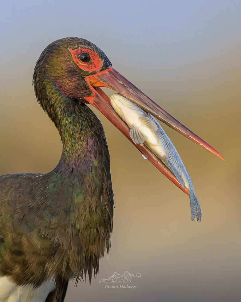A black stork carrying a fish (Photo: Etzion Hadassi) חסידה שחורה עם דג