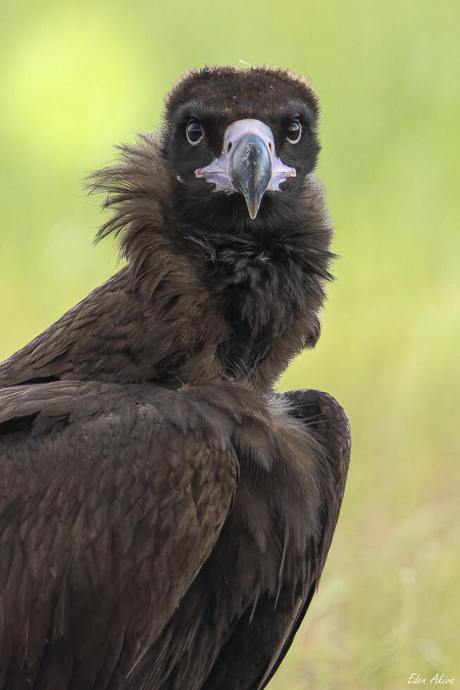 Cinereous vulture (Photo: Eden Akiva) עוזנייה שחורה