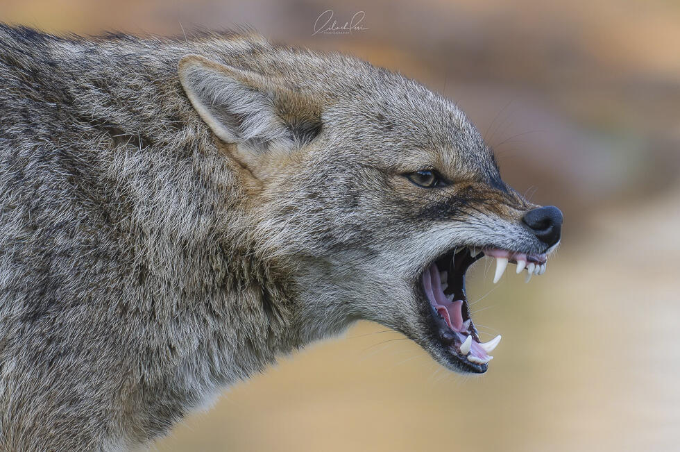 Golden jackal (Photo: Lilach Levi) תן זהוב