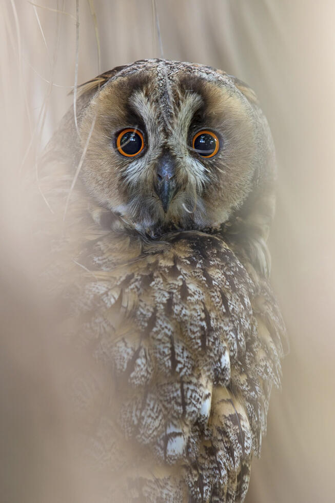 Long-eared owl (Photo: Moshe Cohen) פורטרט של ינשוף עצים