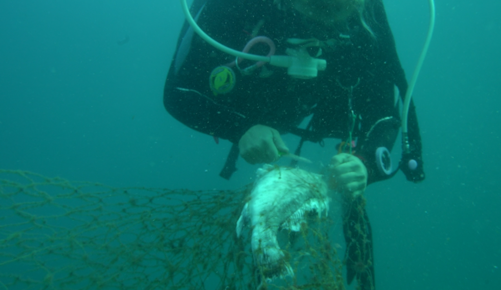 Attempting to free a grouper trapped in the ghost net (Photo: Bar Sternbach, Society for the Protection of Nature in Israel) ניסין לחלץ דג לוקוס שנלכד ברשת הרפאים