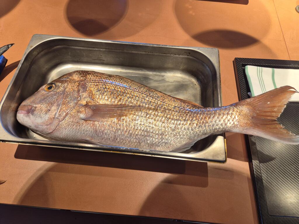 A huge red snapper (Photo: Assaf Kamar) פרידה ענקית