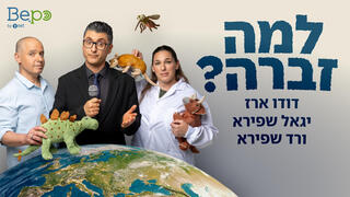 למה זברה 1920