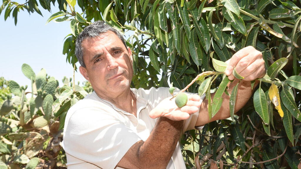 Robert Kennedy Amrousi, a mango grower from the moshav of Migdal (Photo: Avihu Shapira) רוברט קנדי עמרוסי במטע במגדל