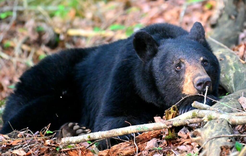 Mother of the three black bear cubs in Great Smoky Mountains National Park (Photo: Gil Arbel) אימם של שלושת גורי הדובים השחורים בפארק הלאומי גרייט סמוקי מאונטיינז בארצות הברית