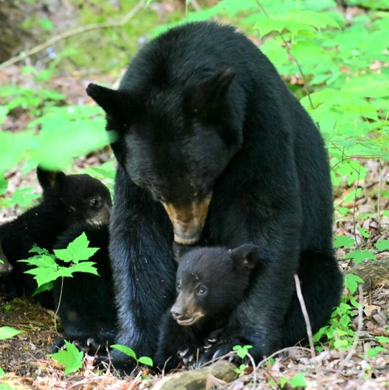 The black bear with her three cubs (Photo: Gil Arbel) הדובה השחורה עם שלושת גוריה