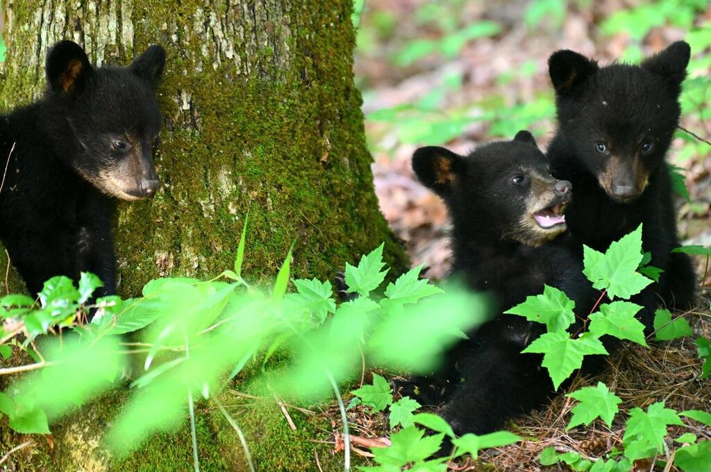 The three black bear cubs in a family photo
(Photo: Gil Arbel) שלושת גורי הדובים השחורים, בתמונה משפחתית משותפת