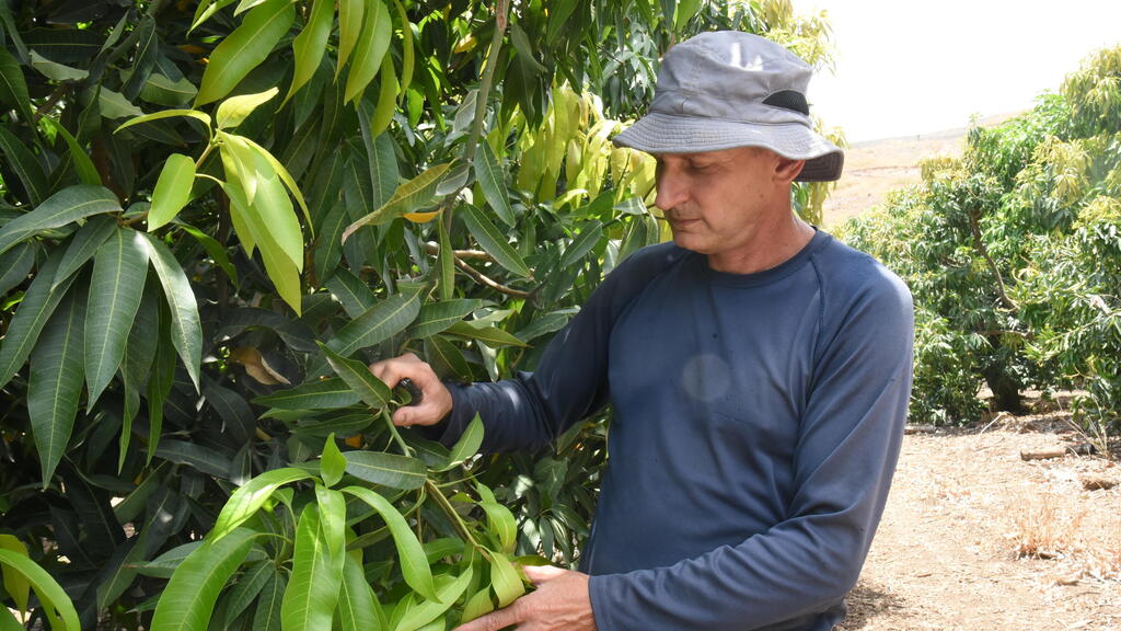 Alex Kaplan (Photo: Avihu Shapira) אלכס קפלן במטע מנגו בכנרת