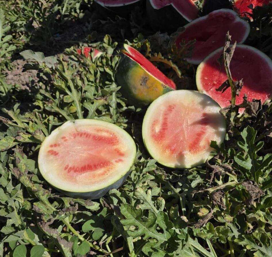 Israel’s watermelon-growing sector is suffering unusually severe damage this year (Photo: Courtesy of KANAT) האבטיחים הפגומים