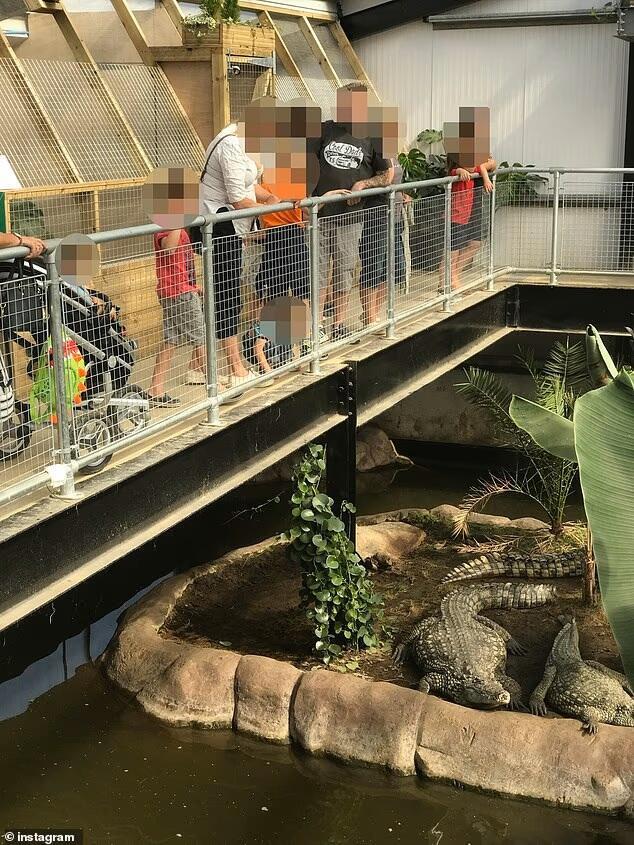 Visitors watch crocodiles at the zoo in an enclosure formerly used as a cowshed תנין