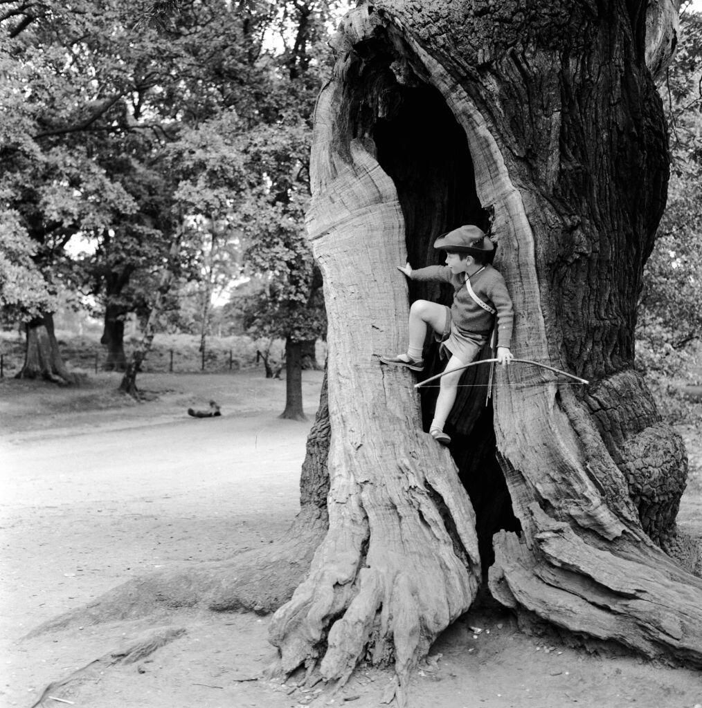 A child dressed as Robin Hood climbs an oak tree in Sherwood Forest (Photo: Three Lions/Getty Images) ילד מחופש לרובין הוד, מטפס על עץ אלון ביער שרווד
