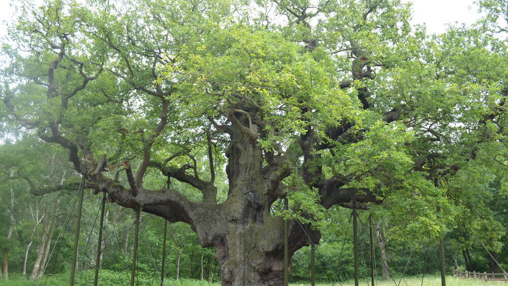 The support structure provided for Robin Hood’s 1,200-year-old oak tree (Photo: Mark Green/Shutterstock) התמיכה שסופקה לעץ האלון של רובין הוד, בן 1,200 השנים