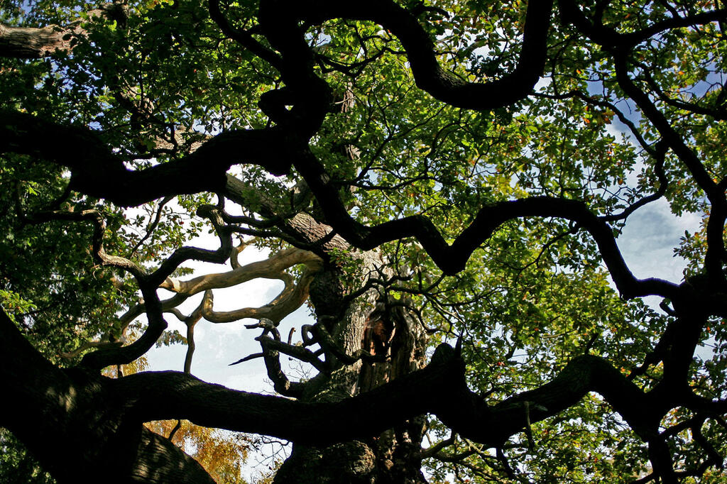 A view from within the canopy of Robin Hood’s oak tree in Sherwood Forest (Photo: Simon Dawson/AP) מבט מתוך חופת עץ האלון של רובין הוד ביער שרווד