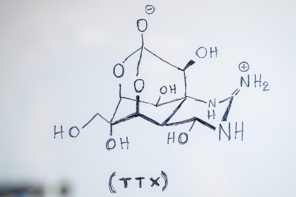 Chemical structure of tetrodotoxin, a toxin found in the flesh of the silver-cheeked toadfish (Photo: Angelos Tzortzinis/AFP) המבנה הכימי של הטטרודוטוקסין, רעלן המצוי בבשרו של דג גינון מוארך