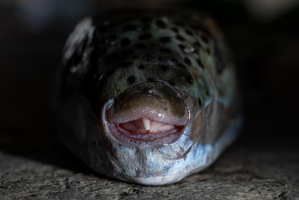 Silver-cheeked toadfish caught in Crete (Photo: Angelos Tzortzinis/AFP) דג גינוך מוארך שנתפס בכרתים