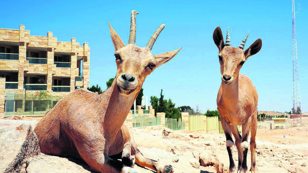 יעלים נוביים