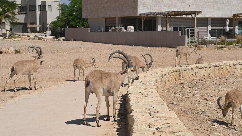 יעלים נוביים בנגב