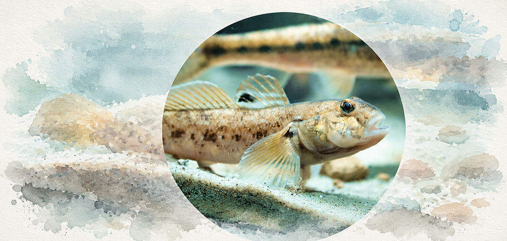 Warming encourages the spread of invasive species from warmer southern waters, such as the round goby 