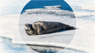Shrinking ice cover harms ringed seals, which depend on sea ice to reproduce. A ringed seal on an ice floe 