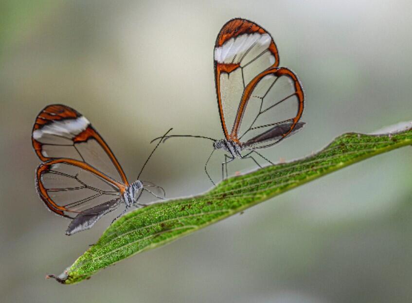 Nature's transparent creatures