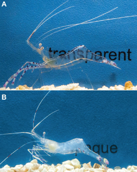 Nature's transaprent creatures