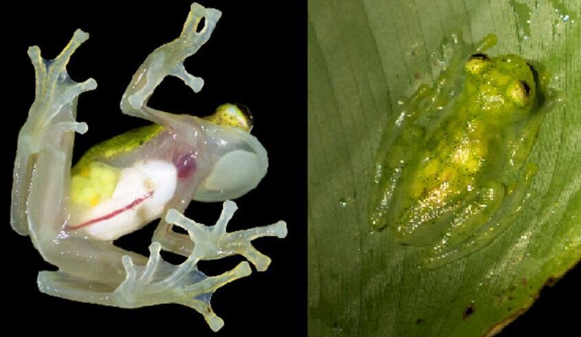 Nature's transparent creatures