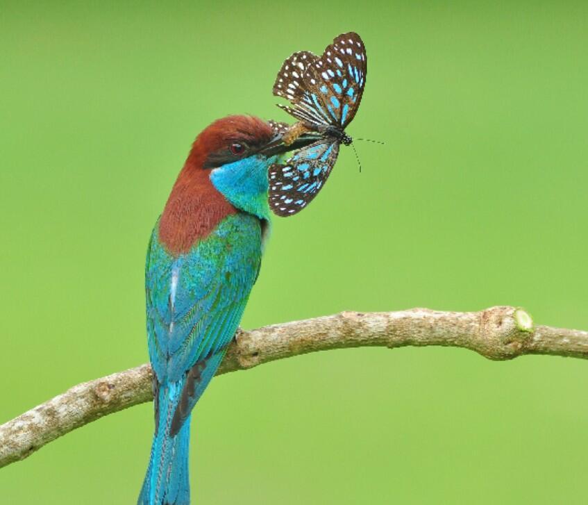 Nature's transparent creatures