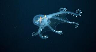 Nature's transaprent creatures