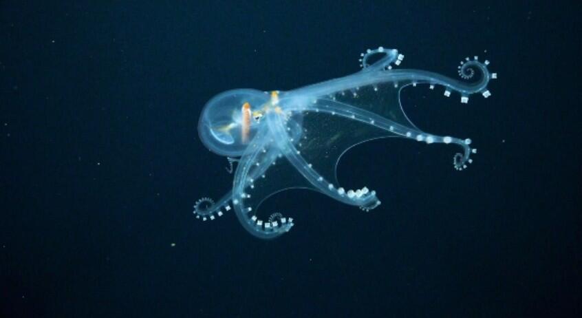 Nature's transaprent creatures
