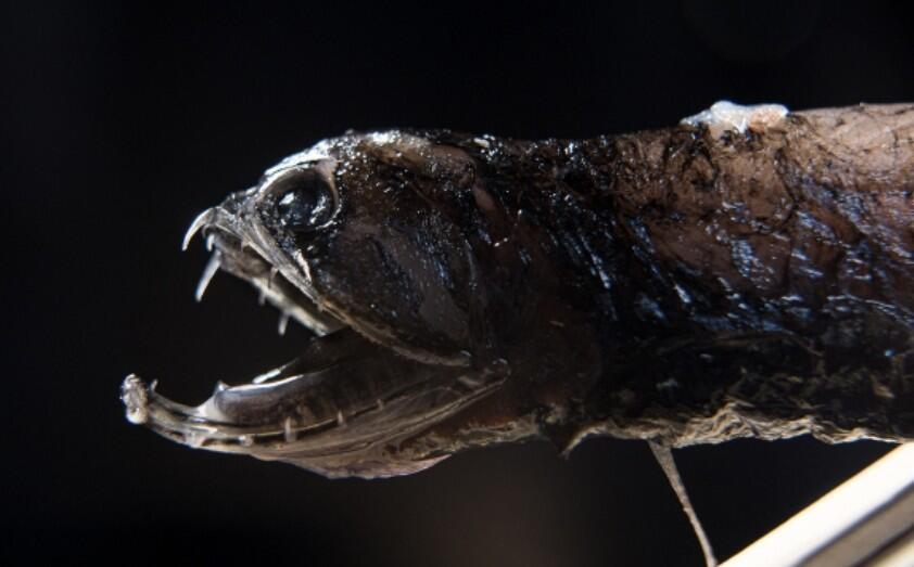 Nature's transparent creatures